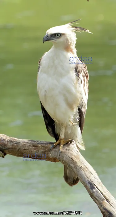 : Changeable Hawk Eagle, Sri Lanka : Changeable Hawk Eagle, Sri Lanka
