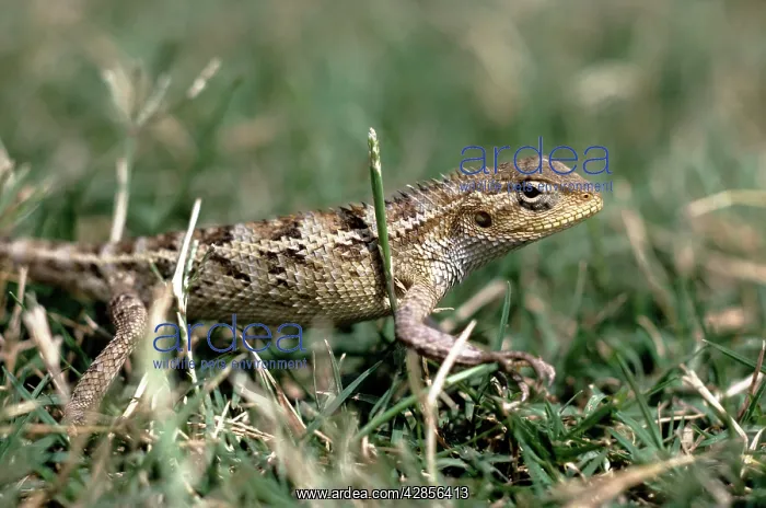 : Changeable lizard - female : Changeable lizard - female