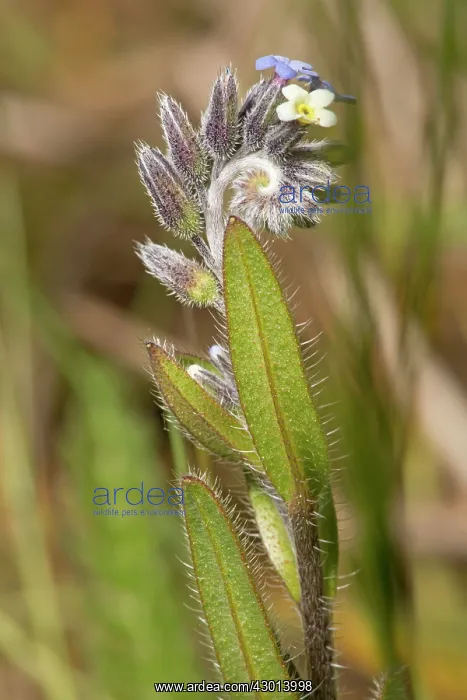 : Changing Forget-me-not in flower : Changing Forget-me-not in flower