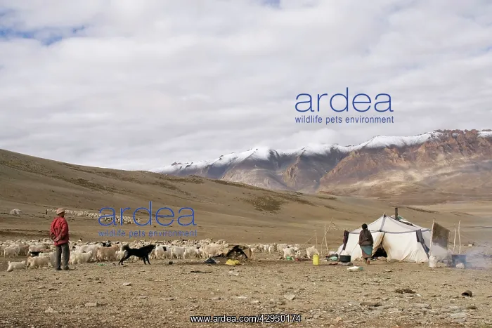 : Changpa camp - with dog and goat herds : Changpa camp - with dog and goat herds