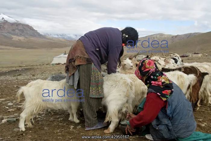 : Changpa camp - milking the tied goats : Changpa camp - milking the tied goats