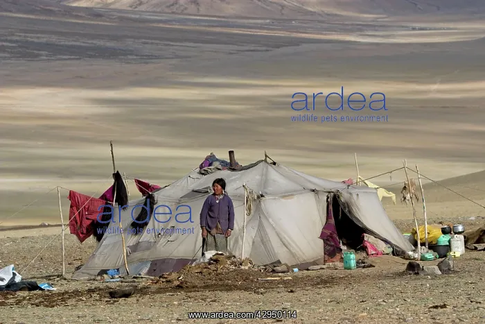 : Changpa nomad tent. More Plains : Changpa nomad tent. More Plains