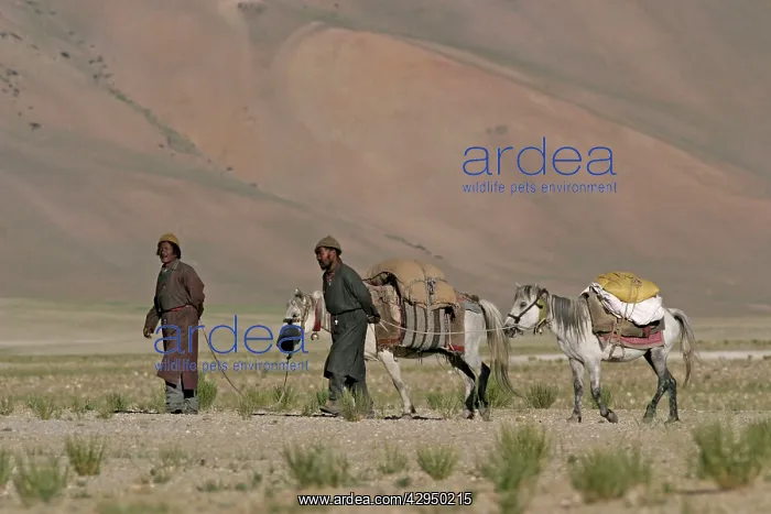 : Changpa nomads with pack ponies : Changpa nomads with pack ponies
