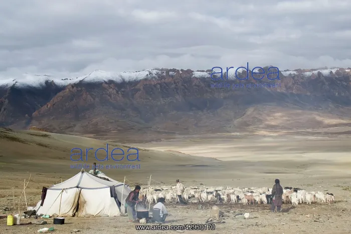 : Changpa tent - with goats : Changpa tent - with goats