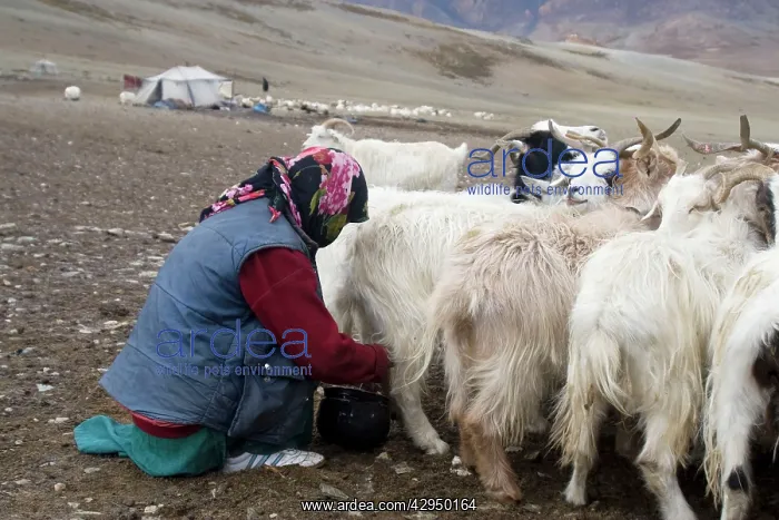 : Changpa woman milking the goats : Changpa woman milking the goats