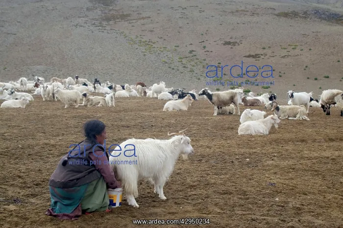 : Changpa woman milking the goats : Changpa woman milking the goats