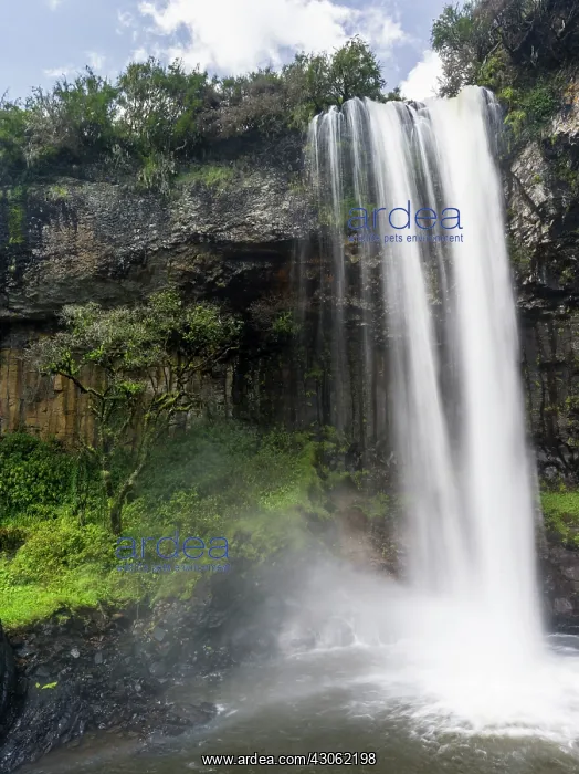 : Chania Fall in Aberdare National Park in : Chania Fall in Aberdare National Park in