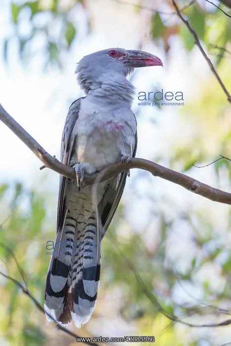 : Channel-billed Cuckoo : Channel-billed Cuckoo