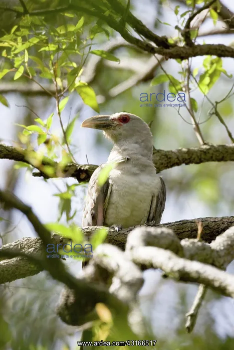  : Channel-billed Cuckoo