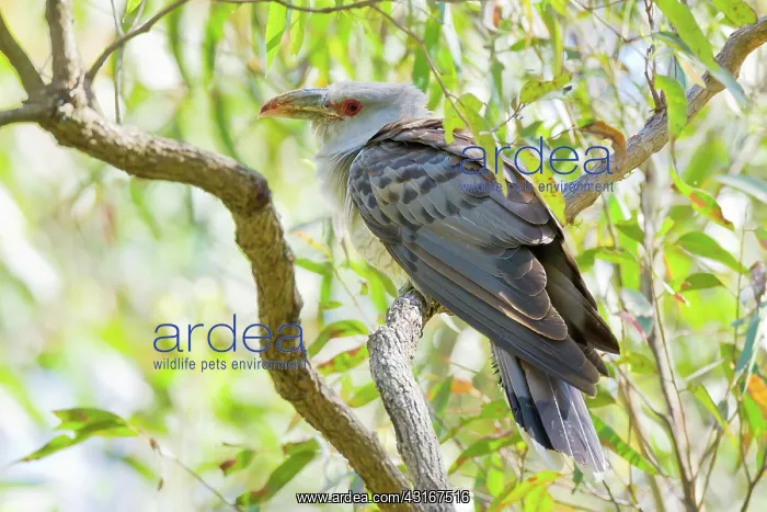 : Channel-billed Cuckoo : Channel-billed Cuckoo
