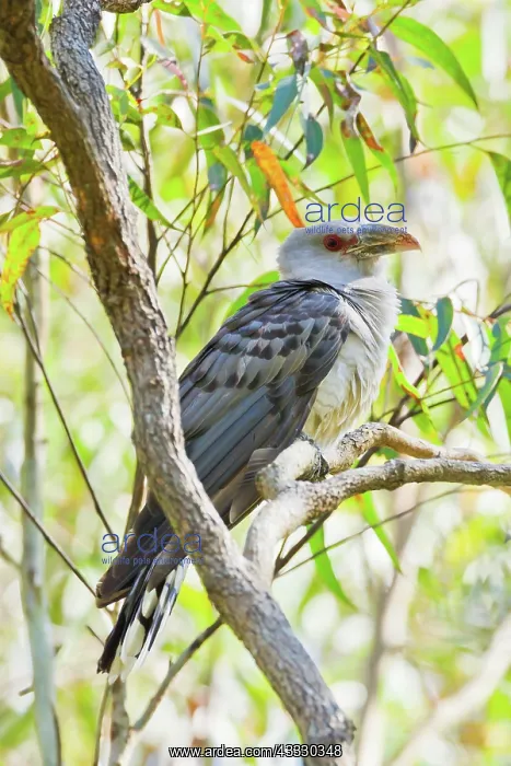 : Channel-billed Cuckoo : Channel-billed Cuckoo