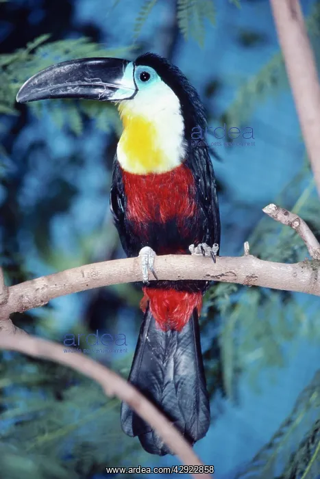: Channel-billed TOUCAN : Channel-billed TOUCAN