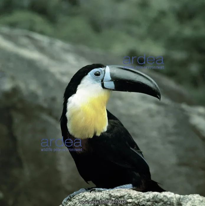 : Channel-billed Toucan : Channel-billed Toucan