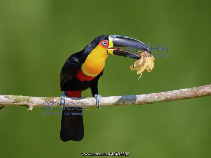 : Channel Billed Toucan with Banana Ramphastos vitellinus : Channel Billed Toucan with Banana Ramphastos vitellinus