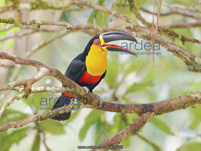  : Channel Billed Toucan calling Ramphastos vitellinus