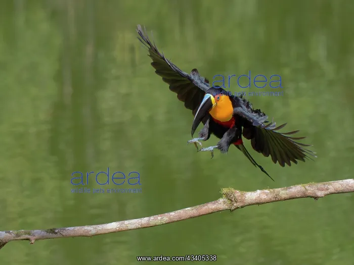  : Channel Billed Toucan in flight Ramphastos vitellinus