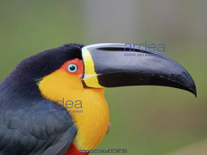 : Channel Billed Toucan head shot Ramphastos vitellinus : Channel Billed Toucan head shot Ramphastos vitellinus