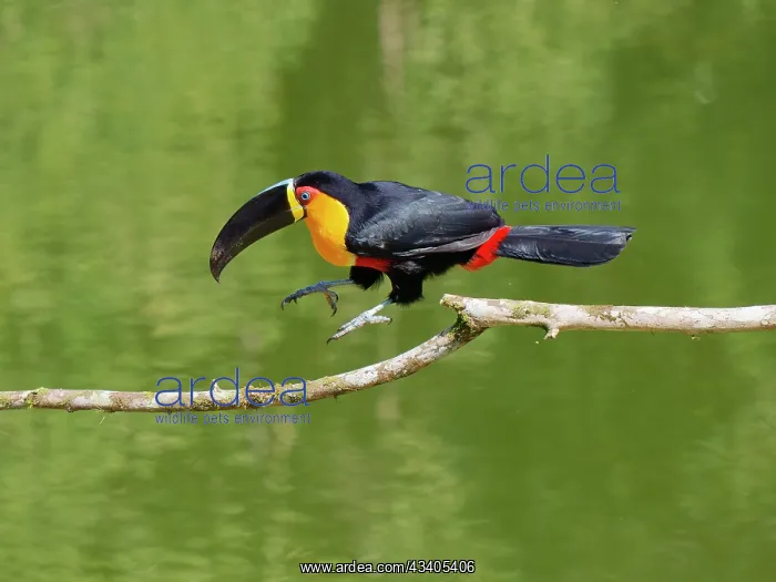 : Channel Billed Toucan hopping Ramphastos vitellinus : Channel Billed Toucan hopping Ramphastos vitellinus