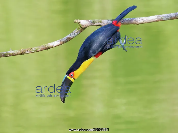 : Channel Billed Toucan jumping Ramphastos vitellinus : Channel Billed Toucan jumping Ramphastos vitellinus