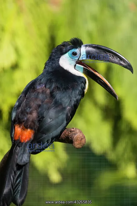 : Channel billed toucan, perched on branch, calling : Channel billed toucan, perched on branch, calling