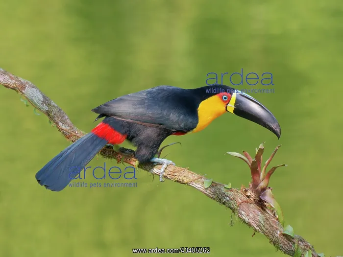 : Channel Billed Toucan Ramphastos vitellinus ariel : Channel Billed Toucan Ramphastos vitellinus ariel