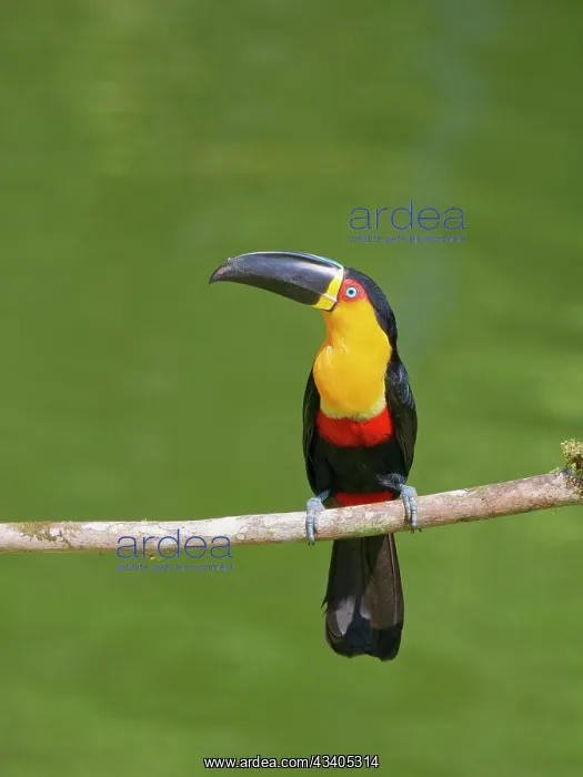 : Channel Billed Toucan Ramphastos vitellinus ariel : Channel Billed Toucan Ramphastos vitellinus ariel