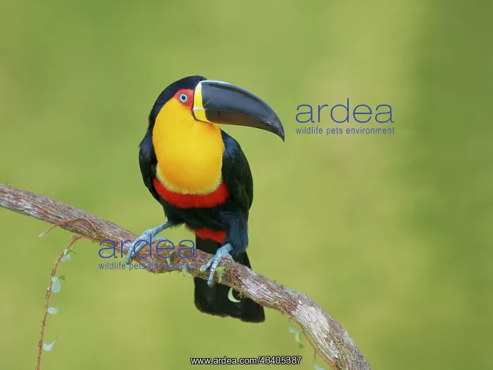 : Channel Billed Toucan Ramphastos vitellinus ariel : Channel Billed Toucan Ramphastos vitellinus ariel
