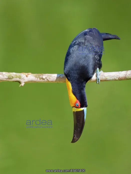 : Channel Billed Toucan Ramphastos vitellinus ariel : Channel Billed Toucan Ramphastos vitellinus ariel