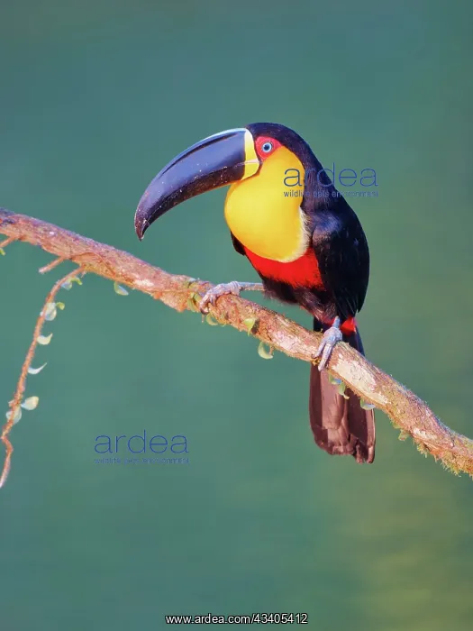 : Channel Billed Toucan Ramphastos vitellinus ariel : Channel Billed Toucan Ramphastos vitellinus ariel