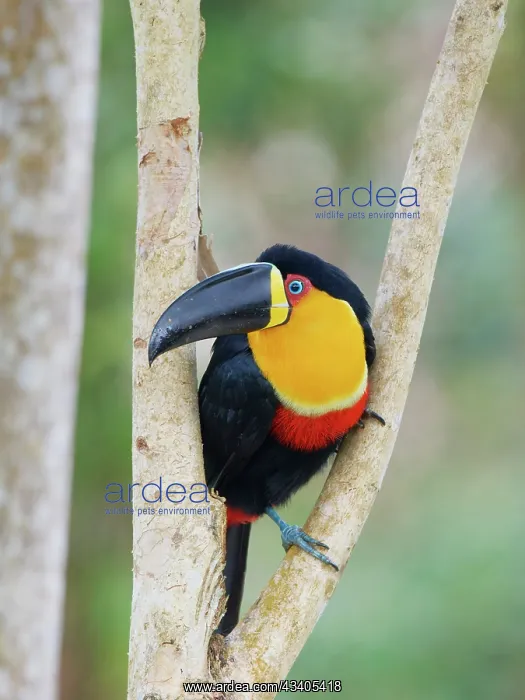 : Channel Billed Toucan Ramphastos vitellinus ariel : Channel Billed Toucan Ramphastos vitellinus ariel