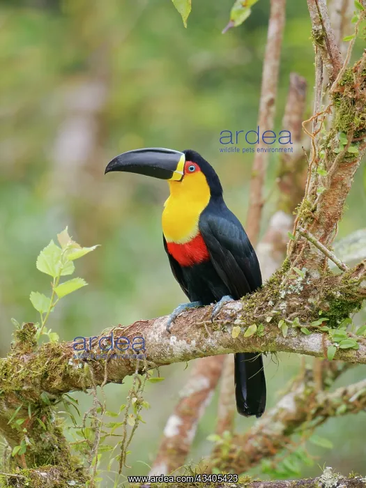 : Channel Billed Toucan Ramphastos vitellinus ariel : Channel Billed Toucan Ramphastos vitellinus ariel