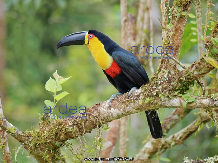 : Channel Billed Toucan Ramphastos vitellinus ariel : Channel Billed Toucan Ramphastos vitellinus ariel