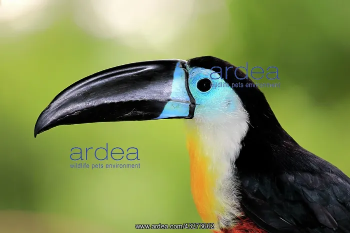 : Channel-billed toucan (Ramphastos vitellinus vitellinus) : Channel-billed toucan (Ramphastos vitellinus vitellinus)