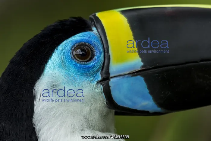 : Channel-billed Toucan / Yellow-ridged Toucan (Ramphastos : Channel-billed Toucan / Yellow-ridged Toucan (Ramphastos