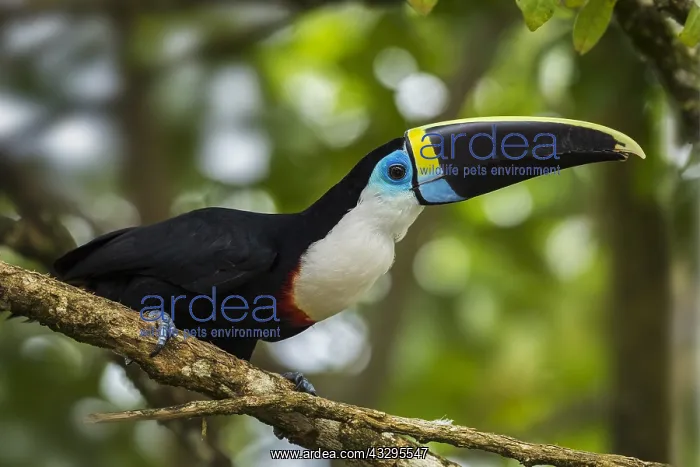 : Channel-billed Toucan / Yellow-ridged Toucan (Ramphastos : Channel-billed Toucan / Yellow-ridged Toucan (Ramphastos