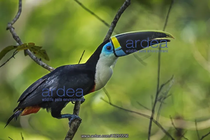 : Channel-billed Toucan / Yellow-ridged Toucan (Ramphastos : Channel-billed Toucan / Yellow-ridged Toucan (Ramphastos