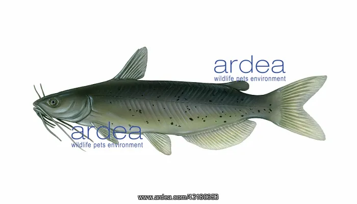 : Channel Catfish : Channel Catfish