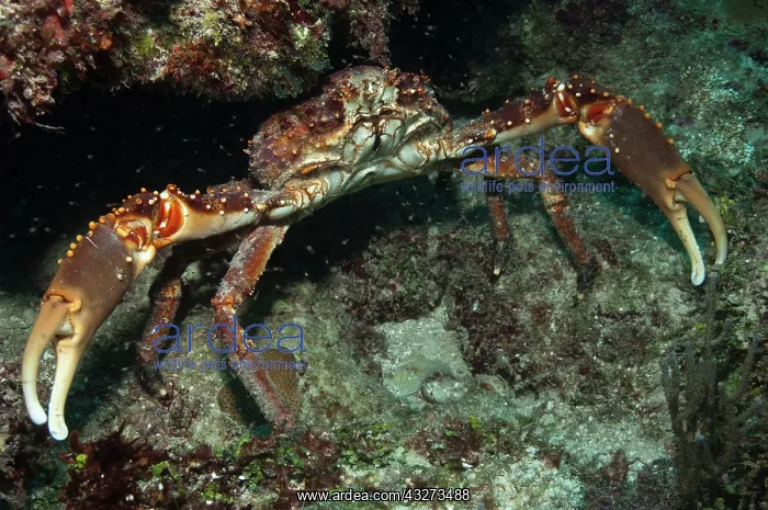 : Channel Clinging Crab (Mithrax spinosissimus) : Channel Clinging Crab (Mithrax spinosissimus)