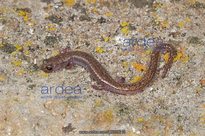 : Channel Islands Slender Salamander : Channel Islands Slender Salamander