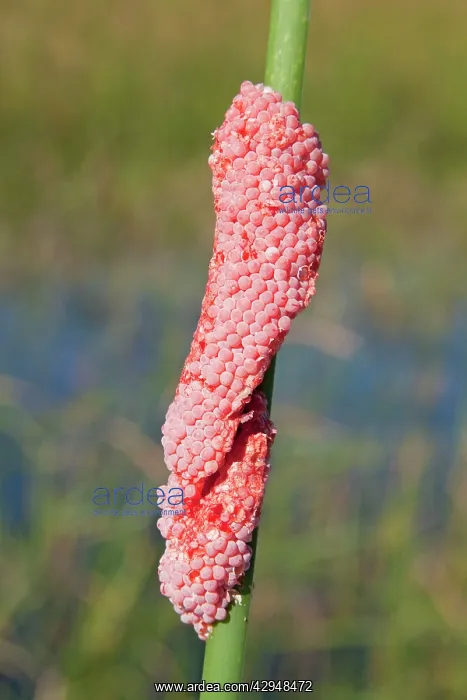: Channeled apple snail eggs - These snails are invasive : Channeled apple snail eggs - These snails are invasive