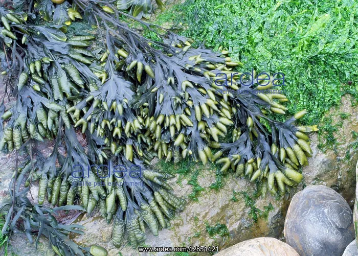 : Channelled Wrack SEAWEED : Channelled Wrack SEAWEED