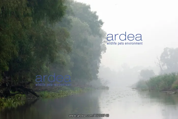 : The channels in the Danube Delta, Romania : The channels in the Danube Delta, Romania