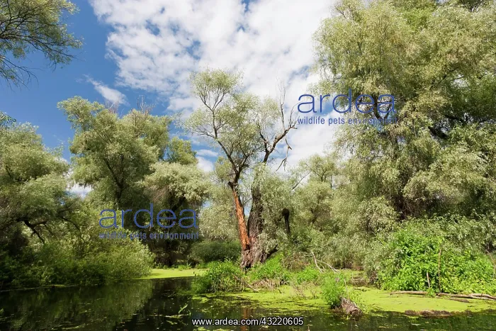 : Channels in the Danube Delta, Romania. Big : Channels in the Danube Delta, Romania. Big