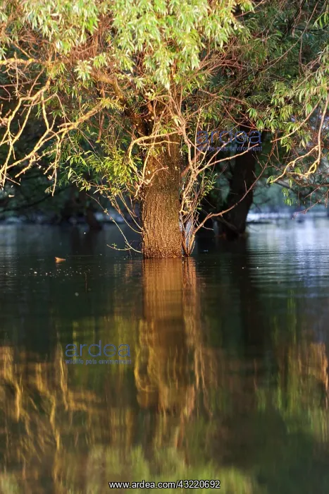 : Channels and lakes in the Danube Delta : Channels and lakes in the Danube Delta