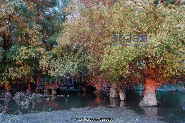 : Channels and lakes during sunset in the : Channels and lakes during sunset in the