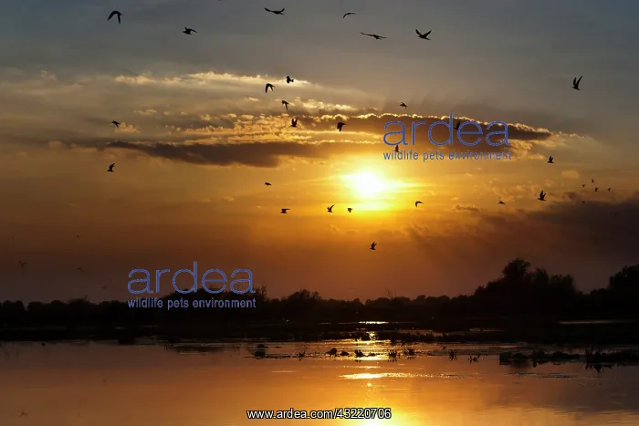 : Channels and lakes during sunset in the : Channels and lakes during sunset in the