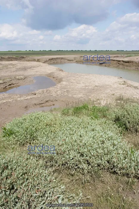 : Channels leading into salt marsh plants and habitat : Channels leading into salt marsh plants and habitat