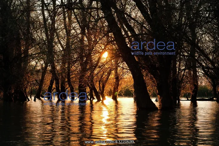 : Channels during sunrise in the Danube Delta : Channels during sunrise in the Danube Delta