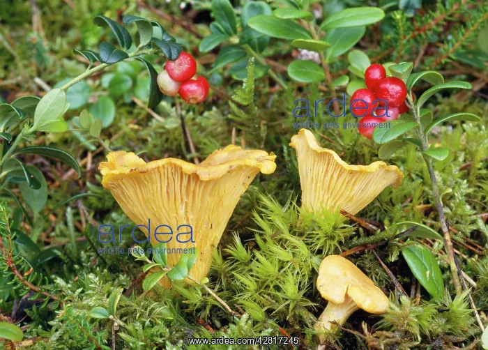 : Chanterelle Fungi : Chanterelle Fungi