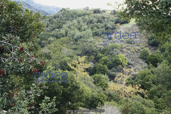 : Chaparral Biome, California : Chaparral Biome, California